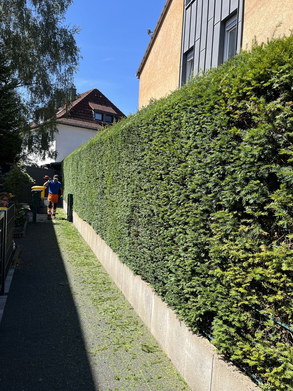 Frisch geschnittene hohe Hecke entlang eines Gehwegs